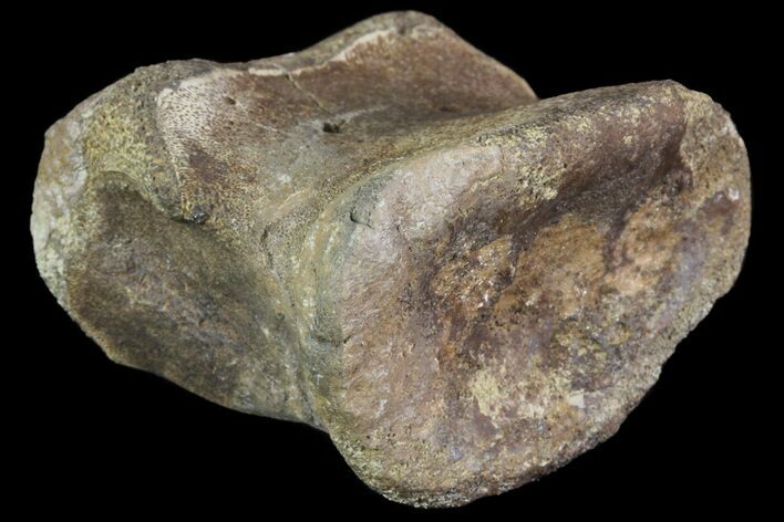 Ceratopsian Dinosaur Toe Bone - Alberta (Disposition #-) #71706